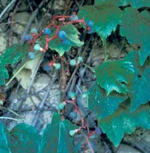 Photo of Boston Ivy fruit