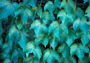 Photo of Boston Ivy leaves