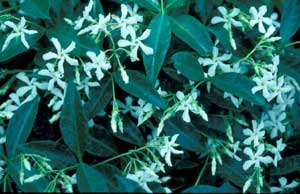 Photo of Confederate Jasmine vine flower and leaves. Photo of Confederate Jasmine vine flower and leaves.