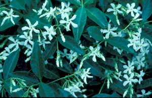 Photo of Confederate Jasmine vine flower and leaves.