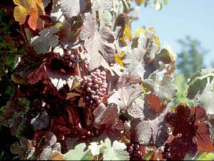 Photo of grape vines with grapes.