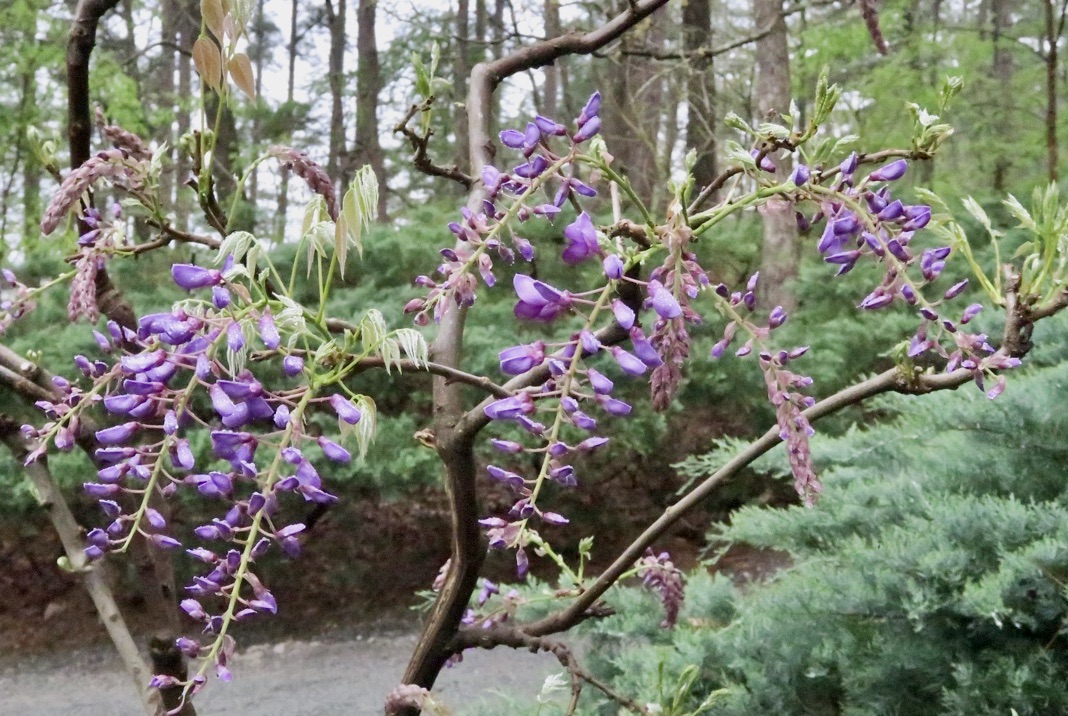 Photo of wisteria flowers