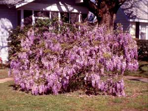 Photo of a wisteria vine form grown as a shrub