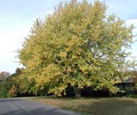Picture of Silver Maple tree.