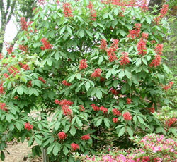 Picture of a red buckeye bush.
