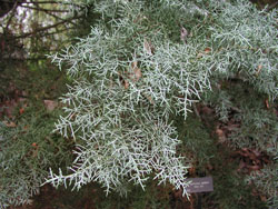 Picture of an Arizona Cypress branch.