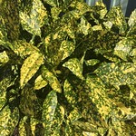 Gold Dust Aucuba plant with many dark green leaves speckled with yellow