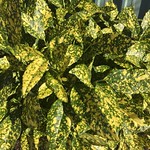 Gold Dust Aucuba plant with many dark green leaves speckled with yellow Gold Dust Aucuba plant with many dark green leaves speckled with yellow