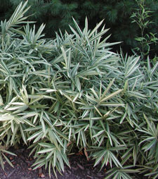 Picture of Dwarf Whitestripe Bamboo