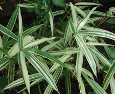 Picture of Dwarf Whitestripe Bamboo