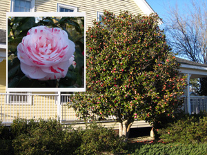 Picture of flower and form of Japanese Camelia.