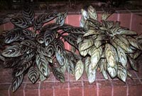Picture of two potted Chinese Evergreen plants showing variegated leaves.