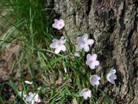 Picture closeup of Spring Beauty with small pink five-petaled flowers sitting next to a tree trunk.