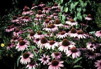 Picture of Magnus Purple Coneflower flowers showing purple petals and maroon centers.