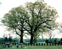 Picture of two White Oak trees surrounded by picnic tables and benches.