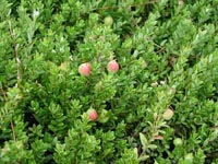 Picture closeup of Cranberry bush leaves with ripening cranberry fruit.