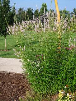 Picture of Culver's Root