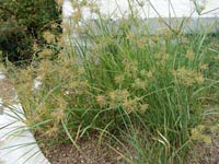 Picture of Yellow Nutsedge with yellowish flowers.