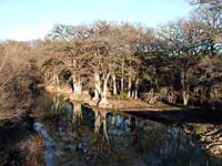 Picture of bald cypress trees beside a lake.