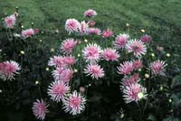 Picture of Garden Dahlia with pink spiney flowers.