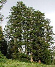 Picture of a Douglas Fir.