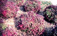 Dwarf Nandina, 'Gulf Stream'