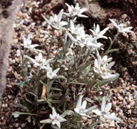 Picture of Edelweiss white flowers.