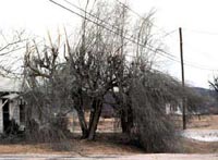 Picture Siberian Elm after leaf fall.