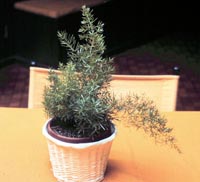Asparagus Fern