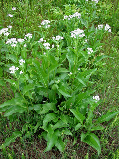 Picture of a American Feverfew.