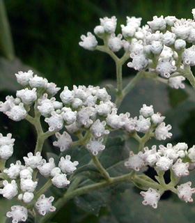 Picture of a American Feverfew.