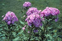 Picture of pink Garden Phlox flower panicles.