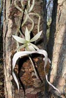 Picture of Ghost Orchid white flower.