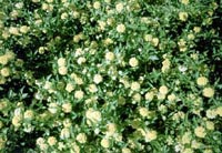 Picture of New Gold Lantana with yellow flowers.