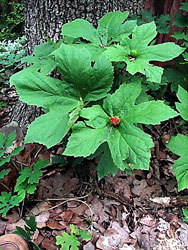 Picture of Goldenseal plant.