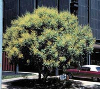 PIcture of Golden Raintree with yellow flowers.