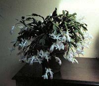 Picture of potted Holiday Cactus (Thanksgiving, Christmas, or Crab Cactus) with white flowers.