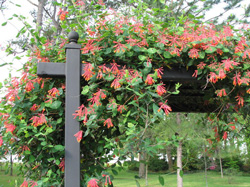 Picture of a Honeysuckle vine.