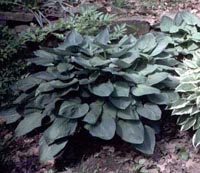 Picture of Royal Standard Hosta showing dark green foilage.