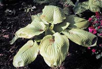Picture of Hosta 'Sum and Substance' leaves.