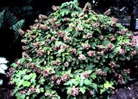 Oakleaf Hydrangea