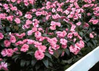 Picture of flower bed of Sultana (or Impatiens) having bright pink flowers.