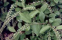 Itea, Virginia Sweetsprie