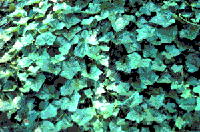 A patch of green English Ivy A patch of green English Ivy