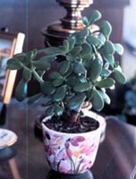 Picture of potted Jade Plant showing succulant jade-green oval shaped leaves.