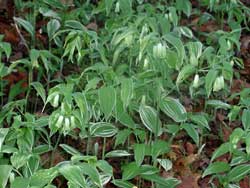 Picture of a Japanese Fairy Bells