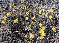 Picture of yellow Jonquil flowers.