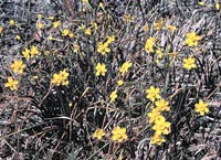 Picture of yellow Jonquil flowers.