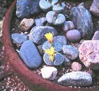 Picture of Living Stones plant with yellow flowers among pebbles and rocks.