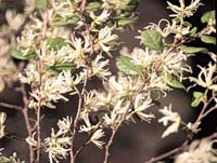 Picture closeup of Chinese Fringe Tree white flowers and leaves.